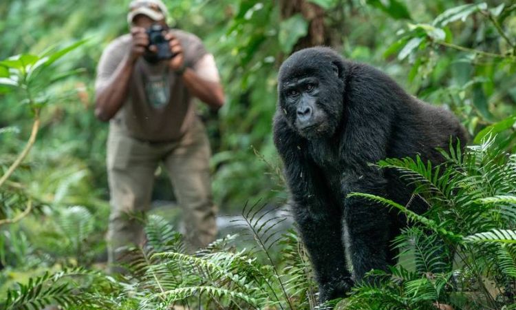 How to start planning a budget Uganda safari 